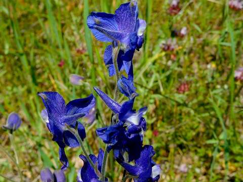 Image of royal larkspur