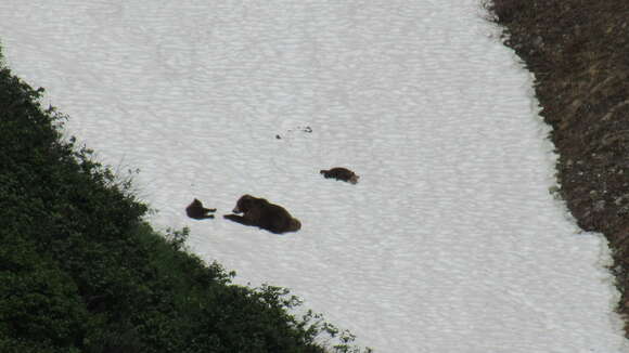 Image of Kamchatka brown bear