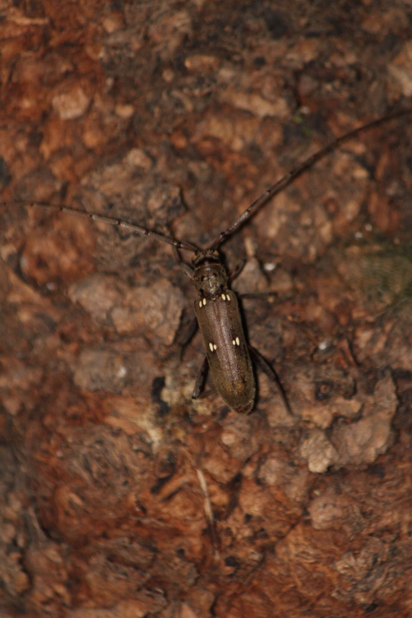 Image of Susuacanga patruelis (Bates 1884)