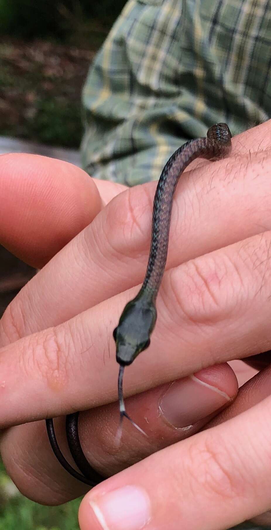 Image of Cope's Parrot Snake