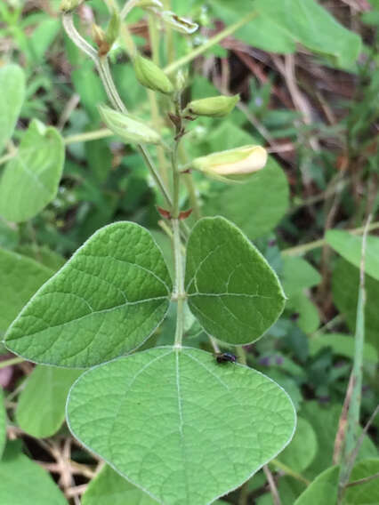 Plancia ëd Rhynchosia latifolia Torr. & A. Gray