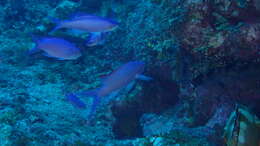 Image of Amethyst anthias