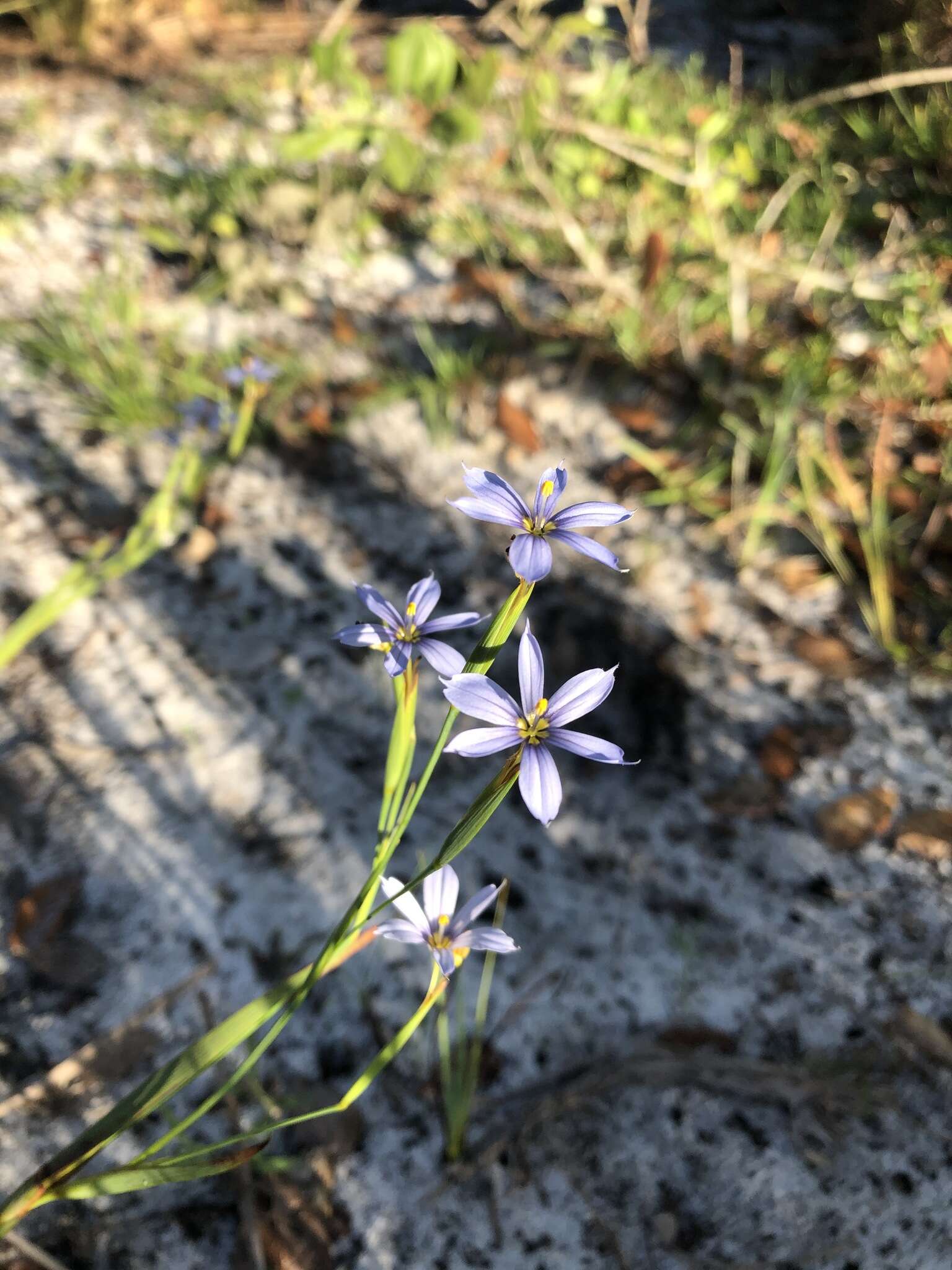 Image of jeweled blue-eyed grass