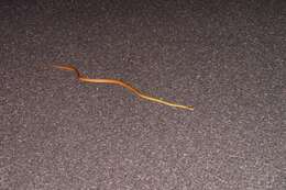 Image of Brown tree snake