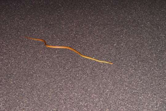 Image of Brown tree snake