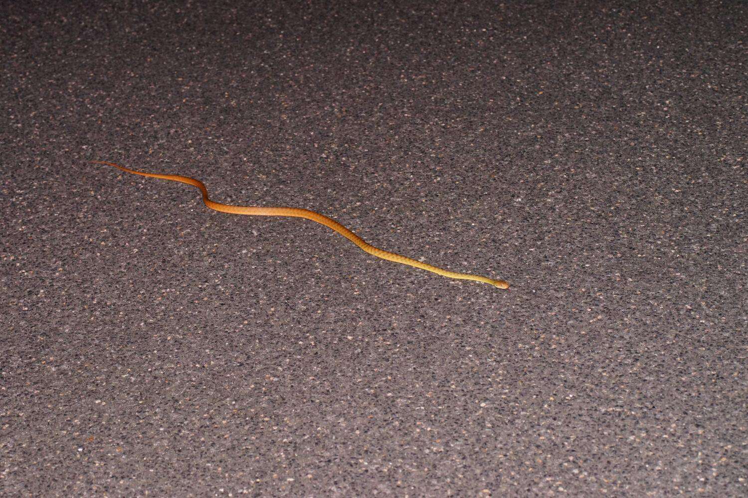 Image of Brown tree snake