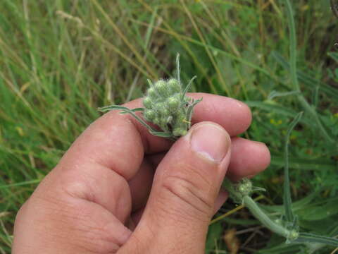 Image of Pilosella echioides (Lumn.) Sch. Bip., F. W. Schultz & Sch. Bip.