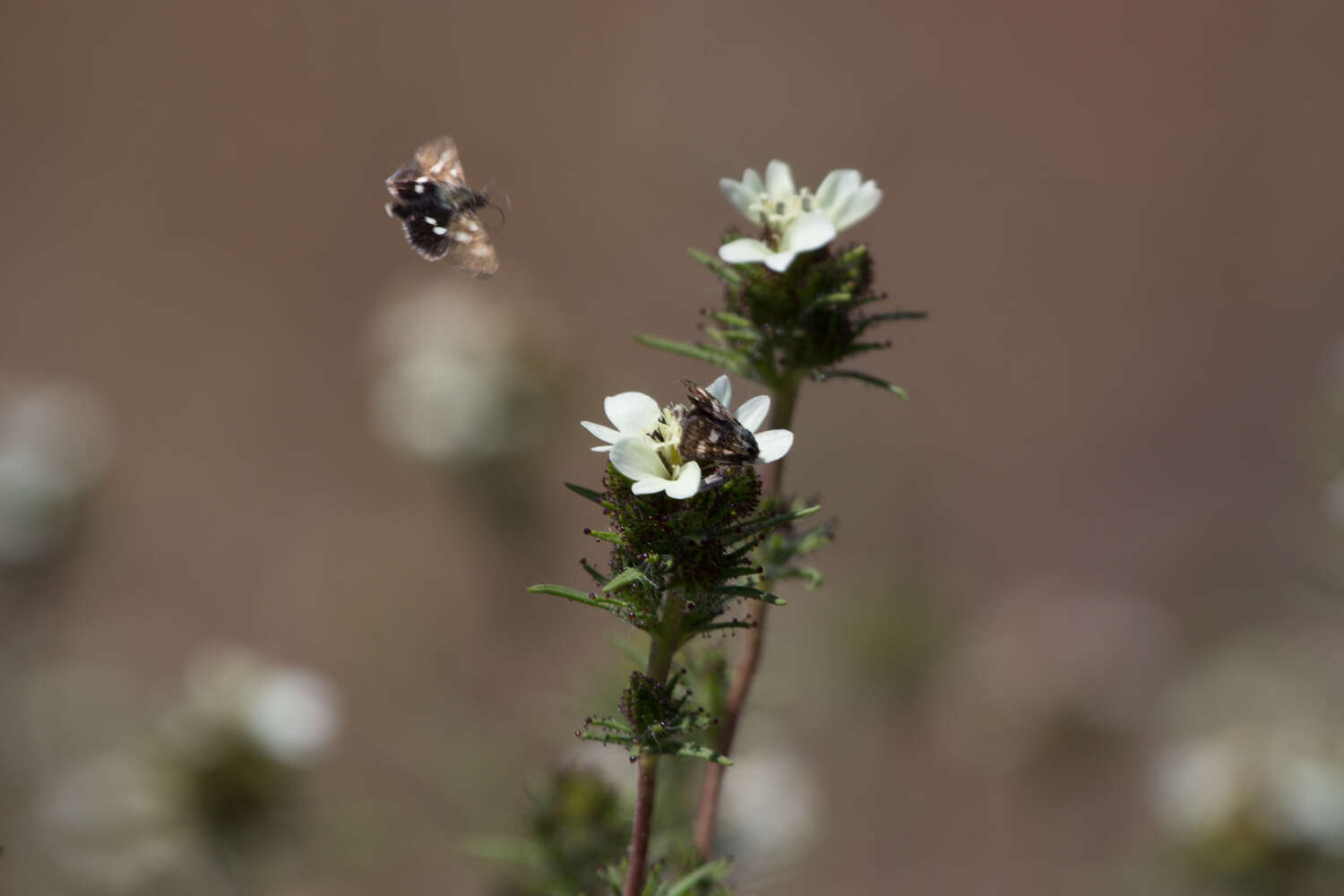 Image of sticky western rosinweed