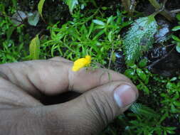 Image of Calceolaria mexicana Benth.