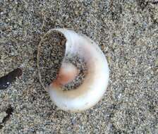 Image of Josephine's moonsnail