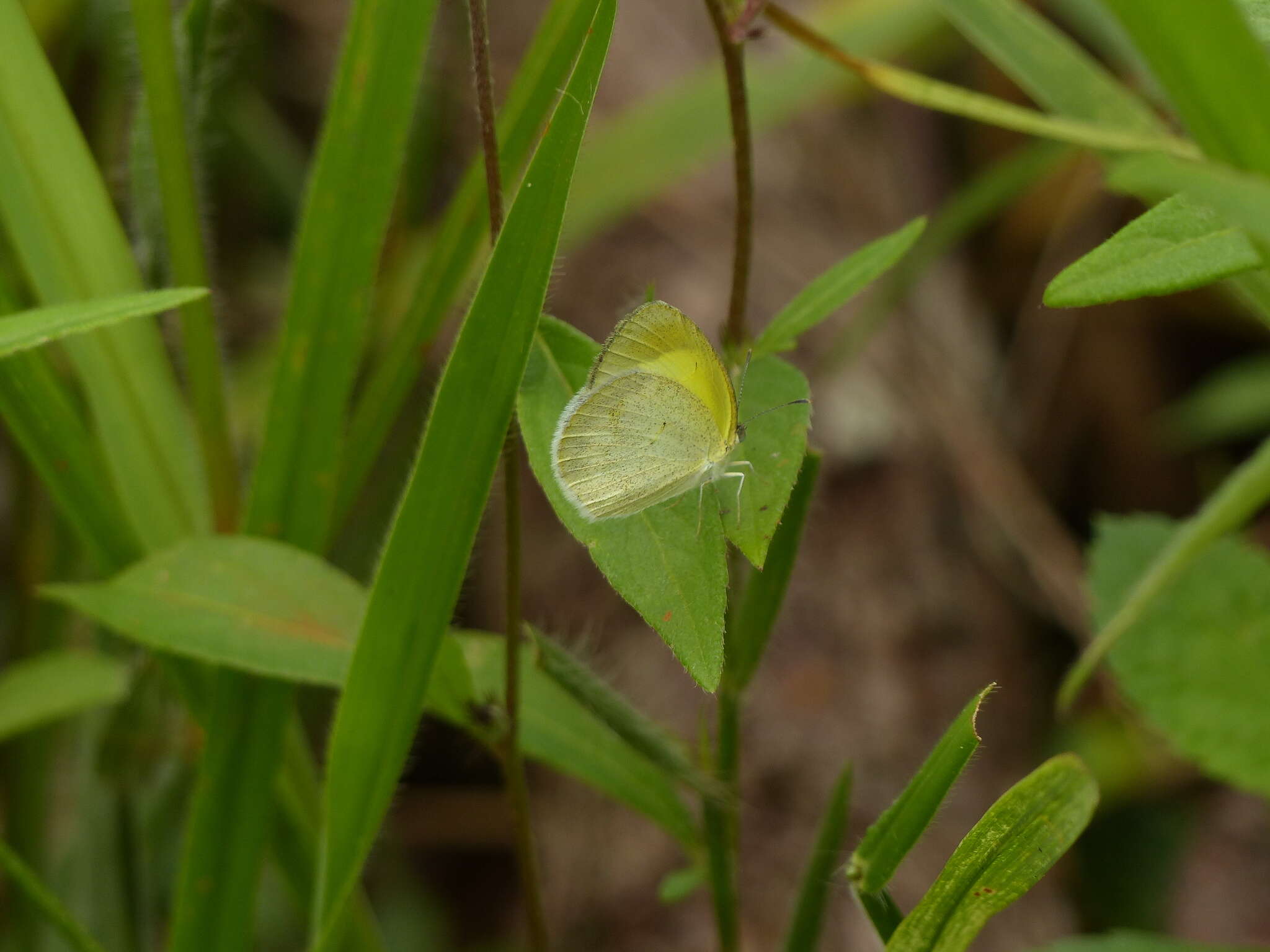 Image of Eurema elathea (Cramer (1777))