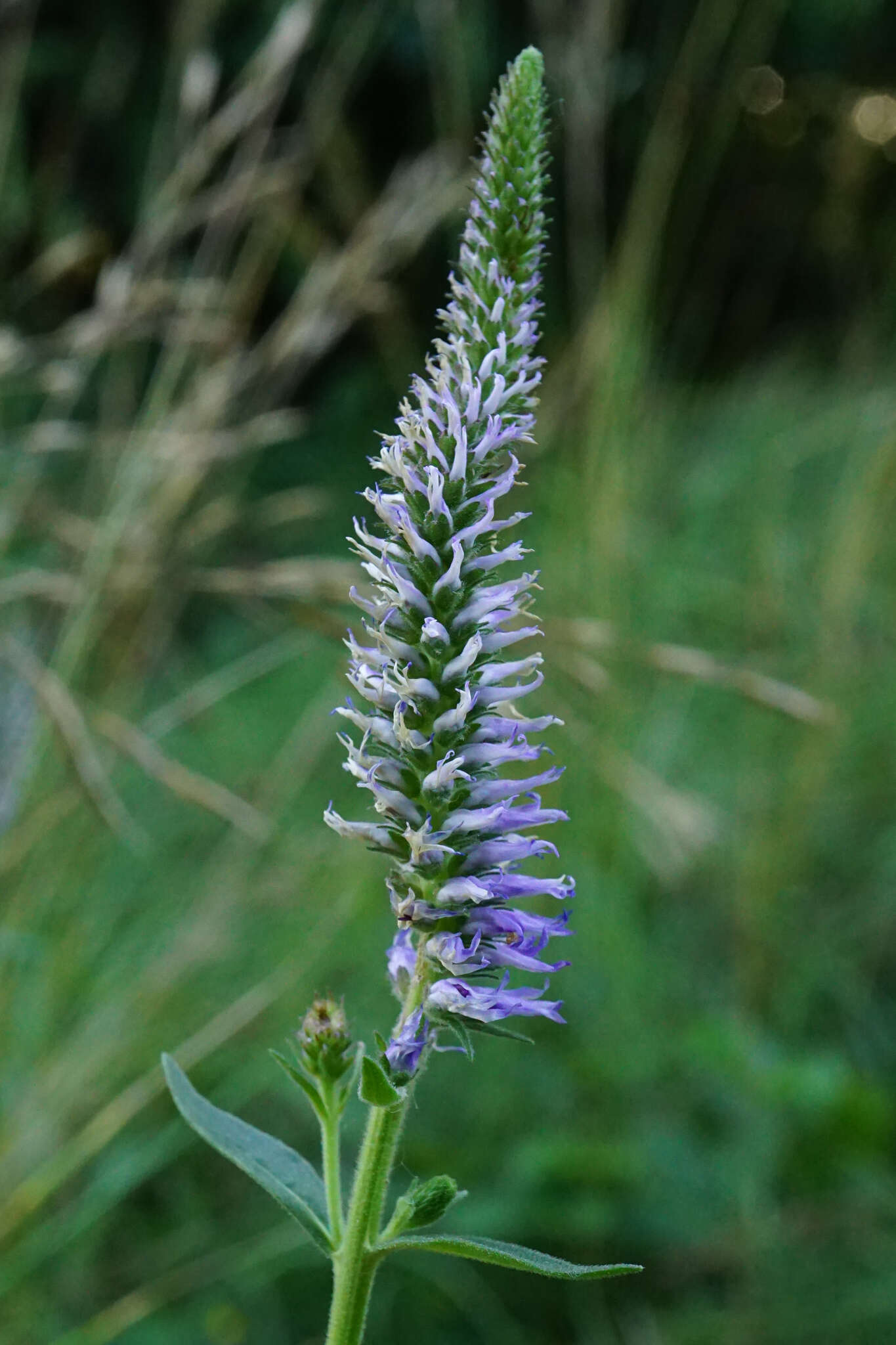 Sivun Veronica orchidea Crantz kuva