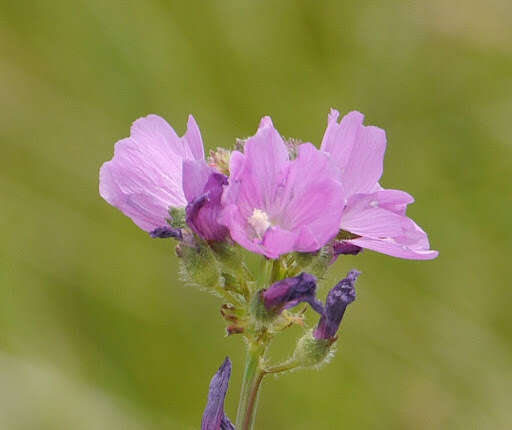 Imagem de Sidalcea neomexicana A. Gray