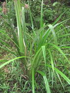 Image of Cyperus dives Delile