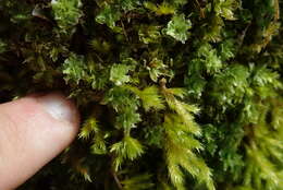 Image of plagiomnium moss