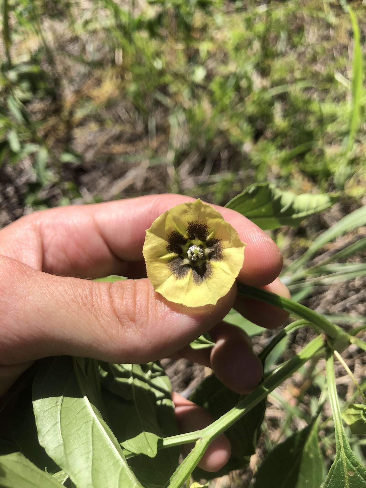 Image of <i>Physalis <i>longifolia</i></i> var. longifolia