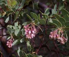 Image of Pringle manzanita