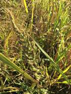 Image of Antelope Grass
