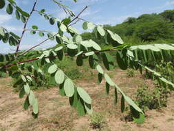 Plancia ëd Diphysa occidentalis Rose