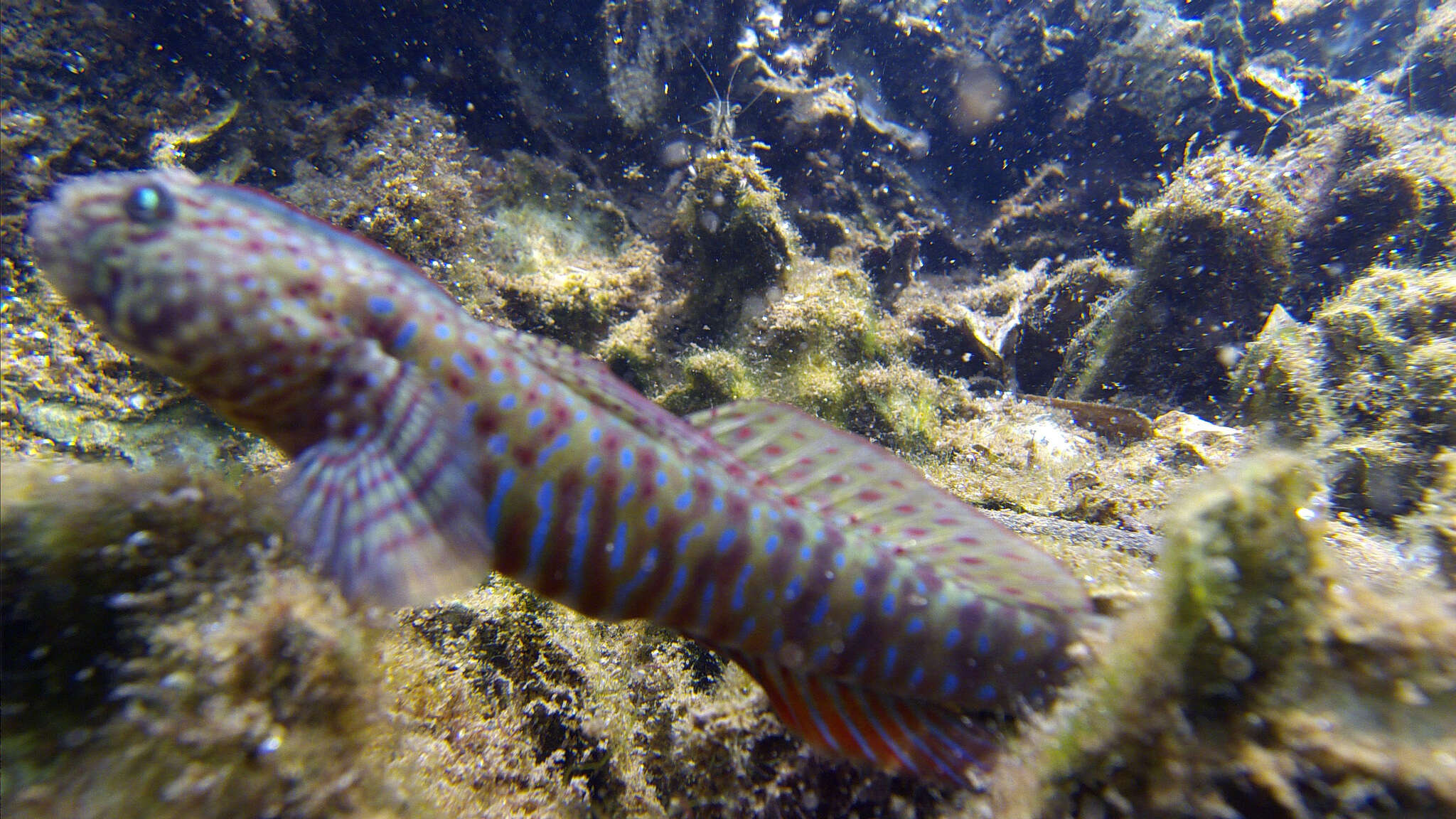 Image of Crested oystergoby