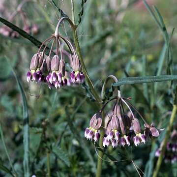 Image of slimpod milkweed