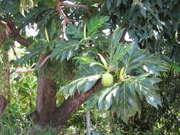 Image de Artocarpus altilis (Parkinson) Fosberg