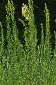 Image of Thalictrum simplex subsp. galioides (DC.) Korz.