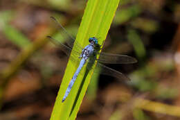 Image de Orthetrum malgassicum Pinhey 1970