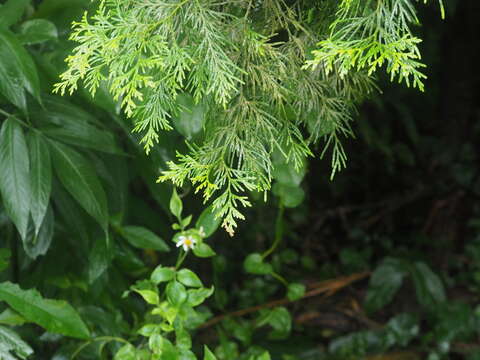 Image of Taiwan Incense-Cedar