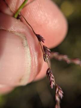 Image of lovegrass tridens