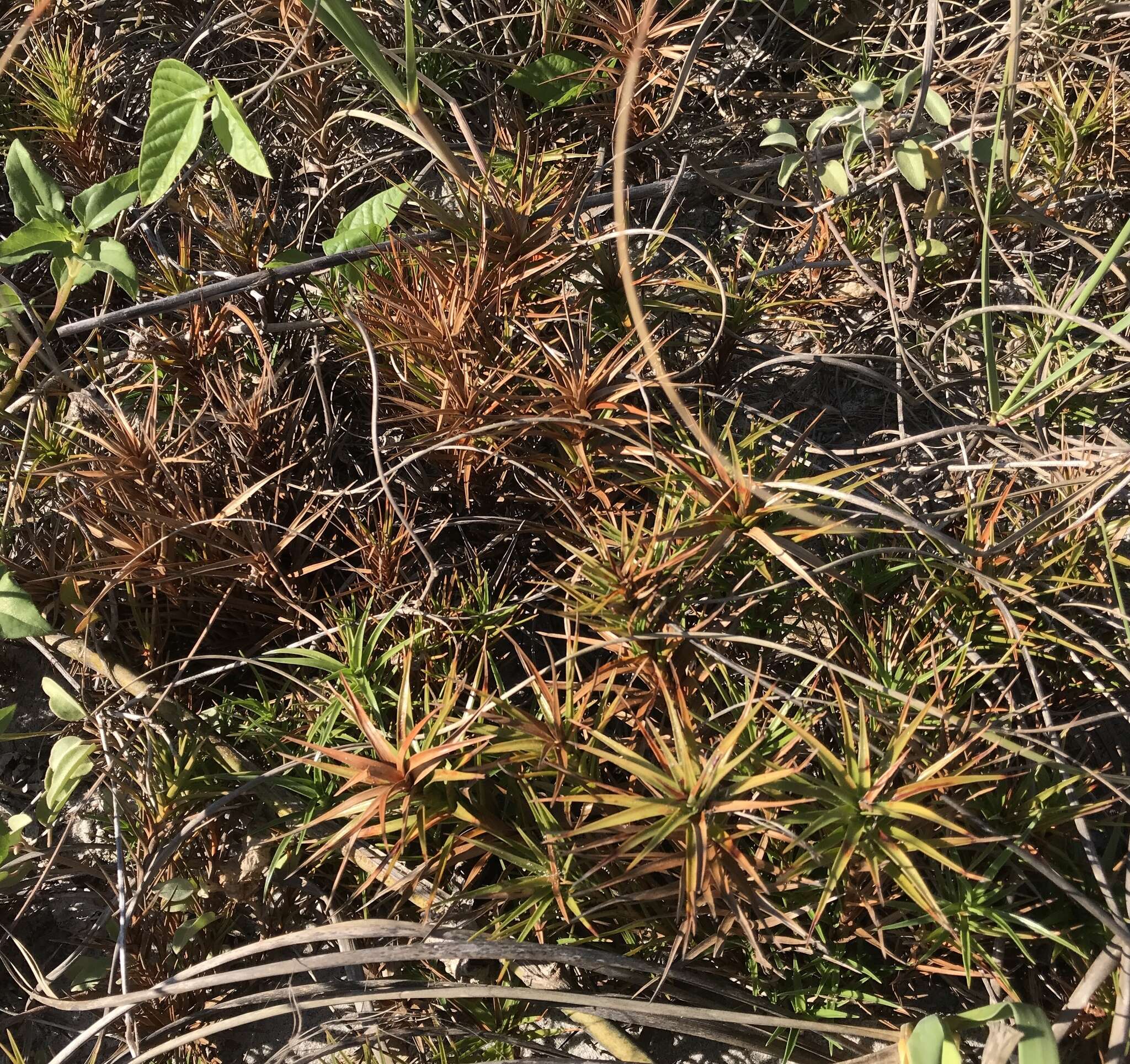 Слика од Cyperus pedunculatus (R. Br.) J. Kern