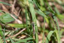 Image of Graceful Meadow Katydid