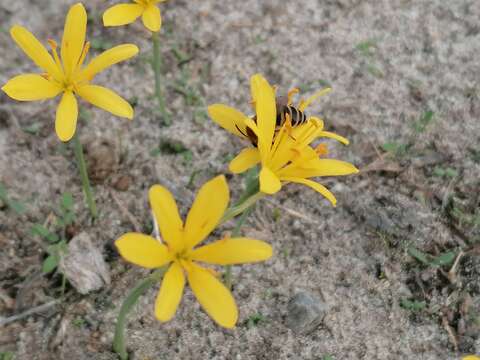 Image of Narcissus cavanillesii Barra & G. López