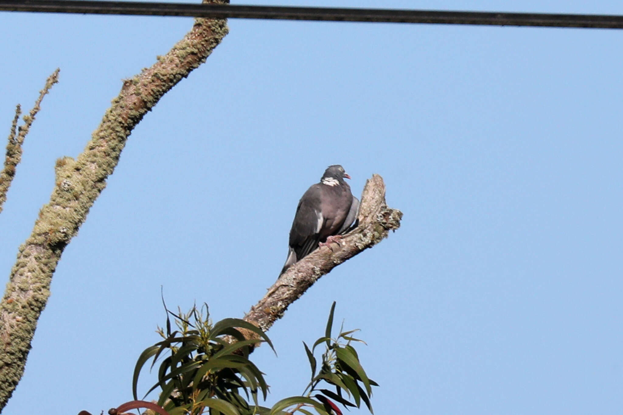 Image de Columba palumbus azorica Hartert 1905