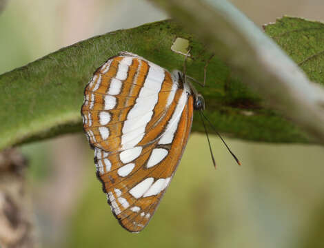 Image of Neptis hylas varmona Moore 1872