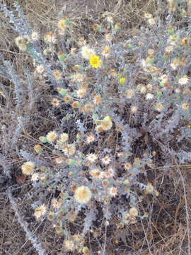 Image of sessileflower false goldenaster