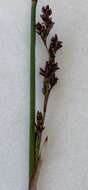 Image of Juncus kraussii subsp. australiensis (Buch.) S. Snogerup