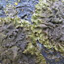 Image of Elegant camouflage lichen