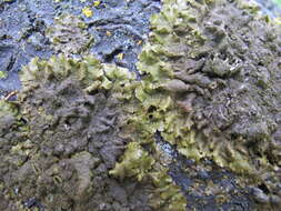 Image of Elegant camouflage lichen