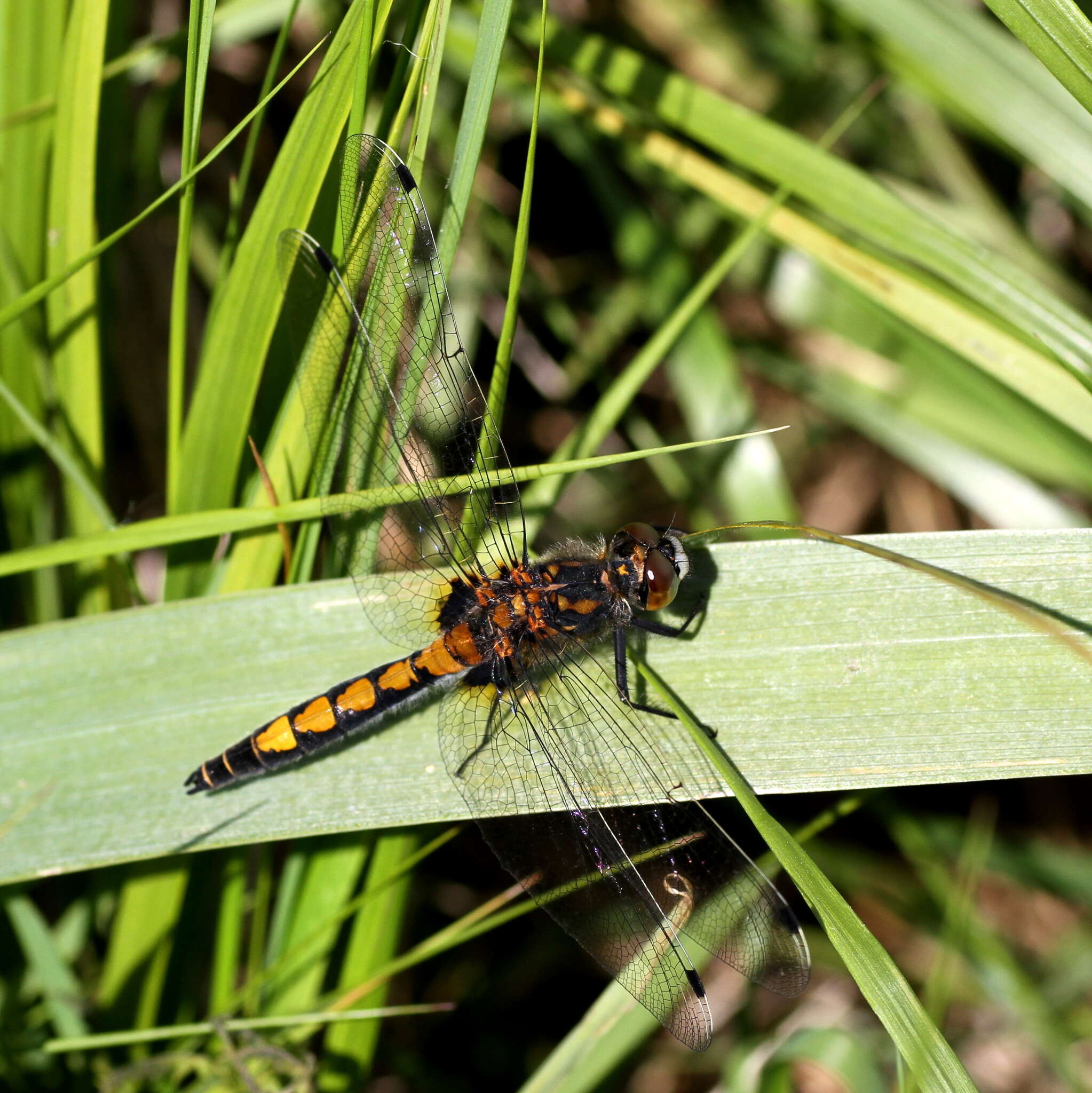 Image of Yellow-spotted Whiteface