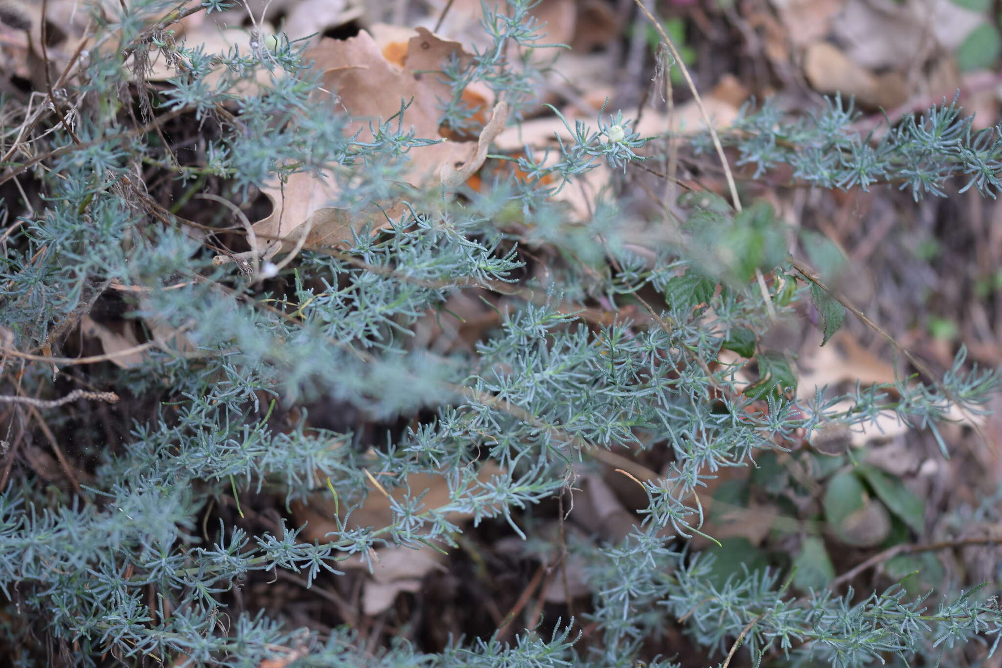 Слика од Santolina rosmarinifolia L.