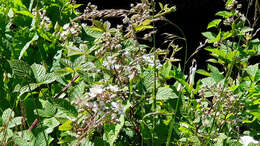 Слика од Rubus cochinchinensis Tratt.