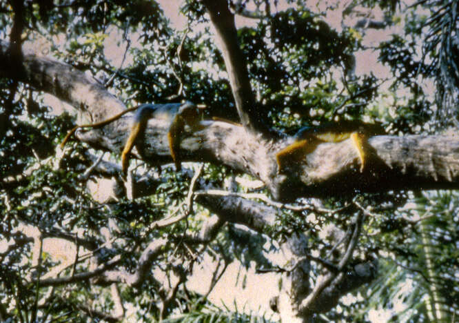 Image de Piliocolobus badius badius (Kerr 1792)