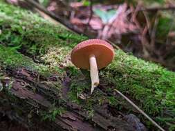 Image of Tricholomopsis flammula Métrod ex Holec 2009