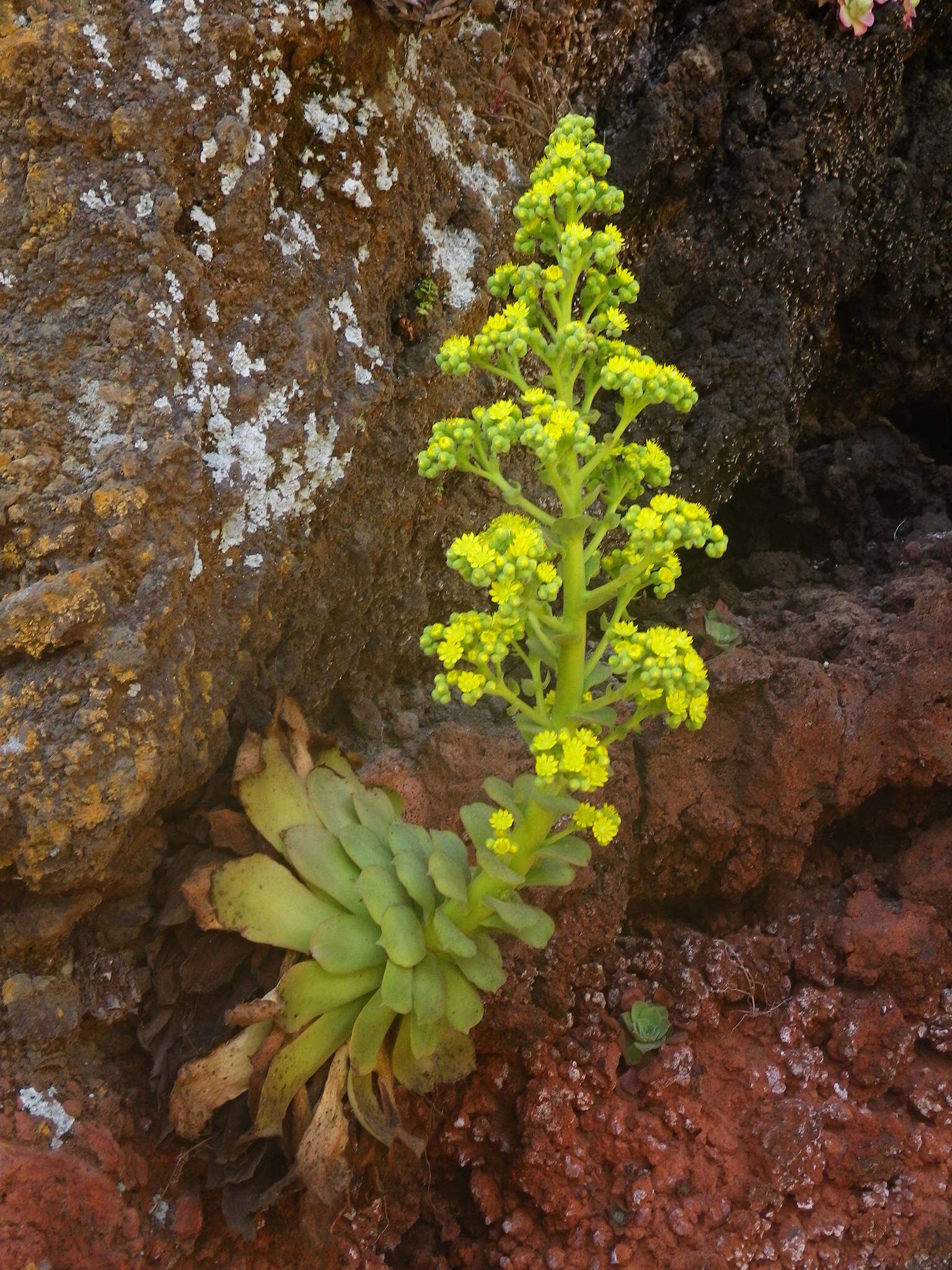 Image of Aeonium canariense (L.) Webb & Berth.