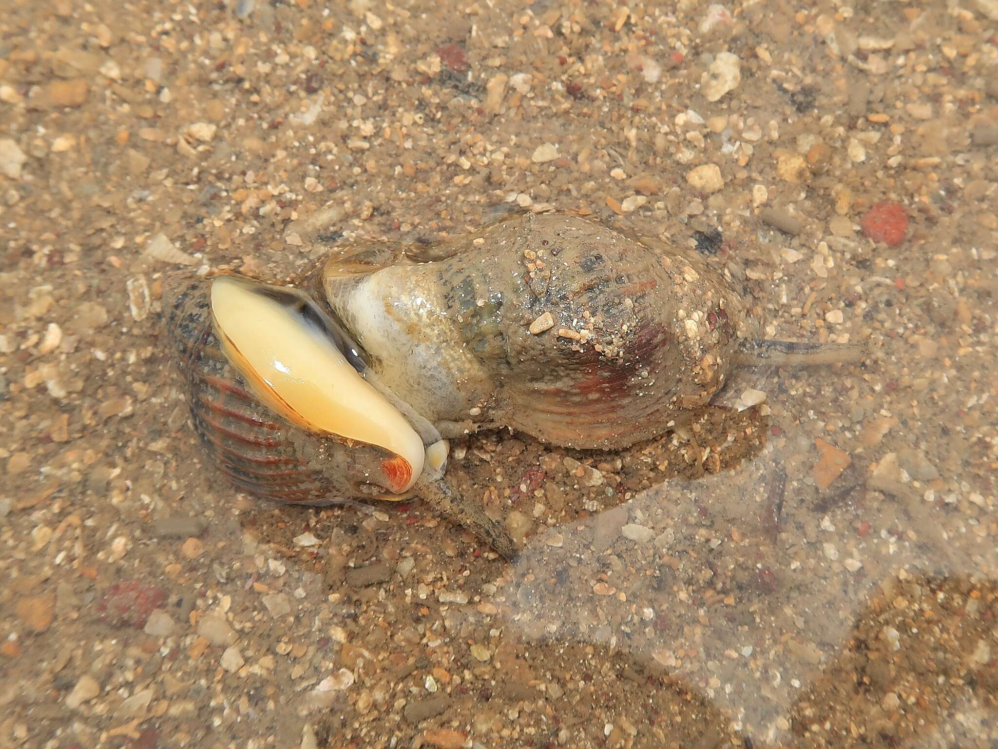 Image of Nassarius pullus (Linnaeus 1758)