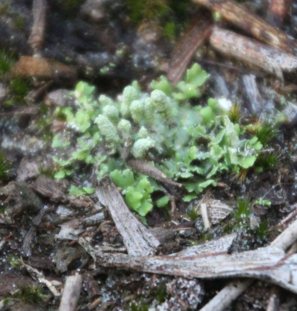 Marchantia foliacea Mitt. resmi