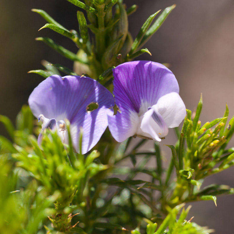 Image of Psoralea aculeata L.