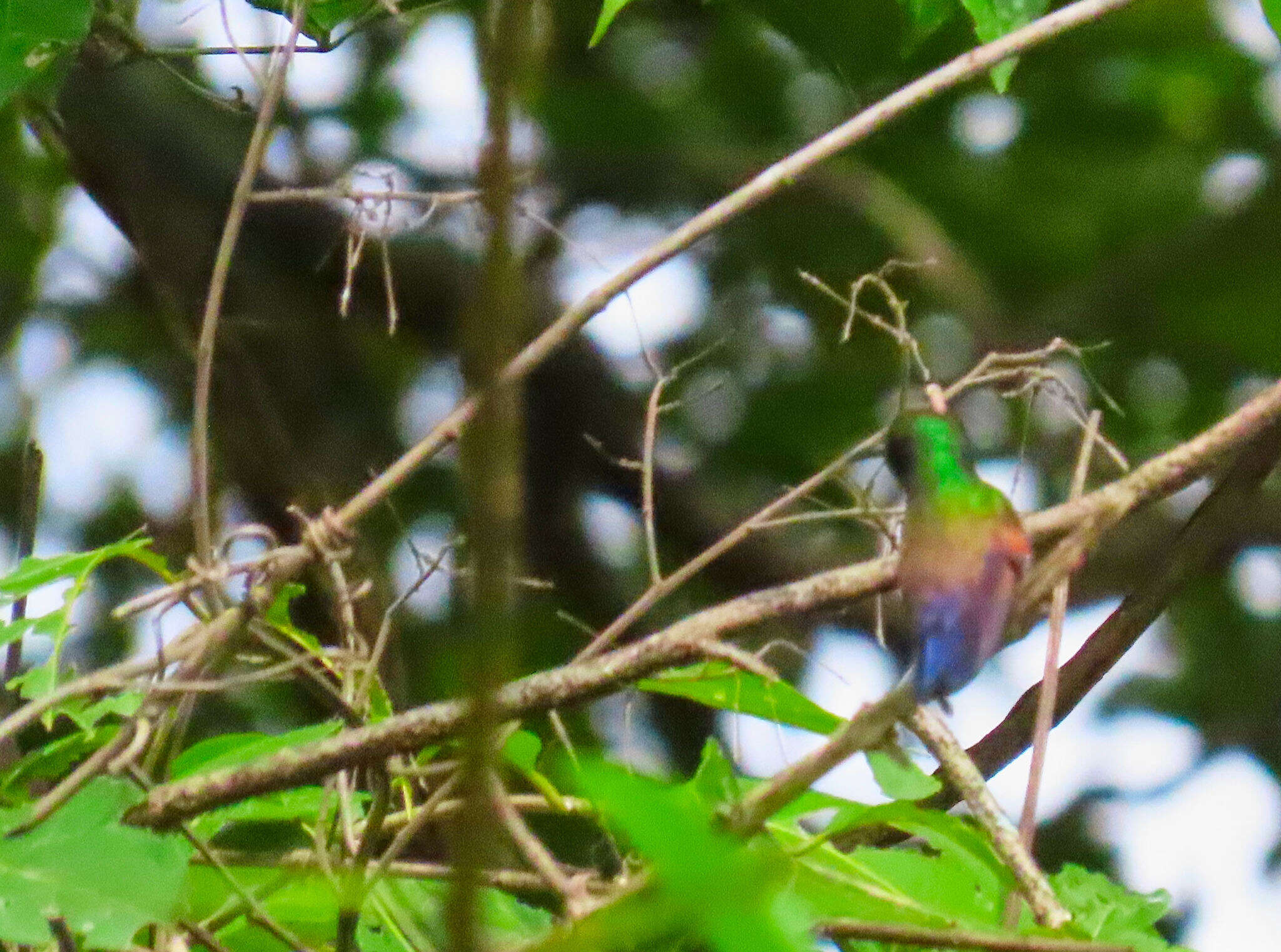 Image of Blue-tailed Hummingbird