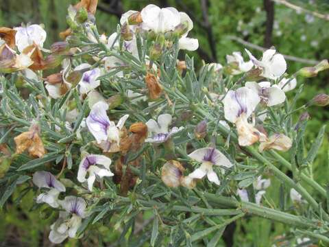 Image of Psoralea axillaris L. fil.